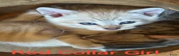Bengal cats for sale:  Silver, Snow & brown Spotted Bengal kottenss - Advert 6