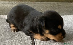 Jack Russell dogs for sale: 6 Jack Russell Puppies  - Advert 4