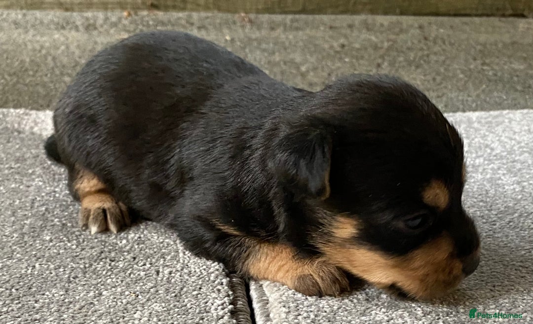 Jack Russell dogs for sale: 6 Jack Russell Puppies  - Advert 4