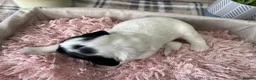 Sproodle dogs for sale: ✨ Premium Rare Sproodle Puppies – Champion Lines ✨ - Advert 13