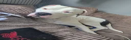 Mixed Breed dogs for sale: American bulldog cross  - Advert 4