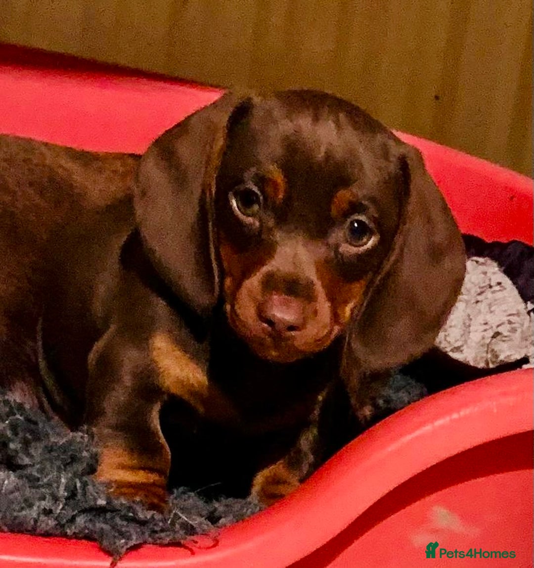 Miniature Dachshund dogs for sale: *READY NOW* PRA CLEAR Kc Reg Choc & Tan Mini Dachs - Advert 4