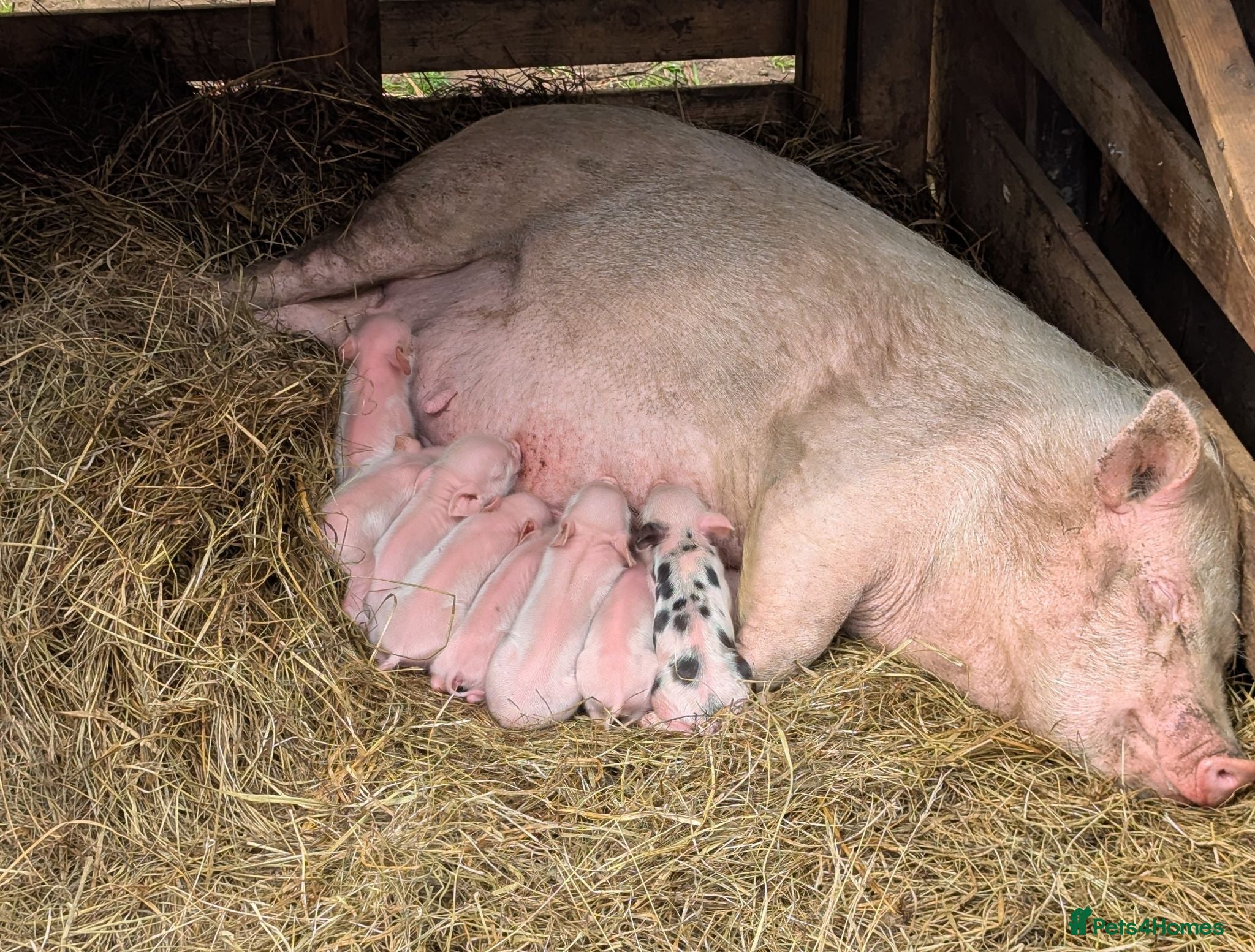 Pig livestock Julianna Micro 't-cup' piglets  - Advert 1