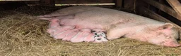 Pig livestock for sale: Julianna Micro 't-cup' piglets  - Advert 1