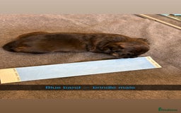 Staffordshire Bull Terrier dogs for sale: Staffordshire bull terrier puppy’s  - Image 11