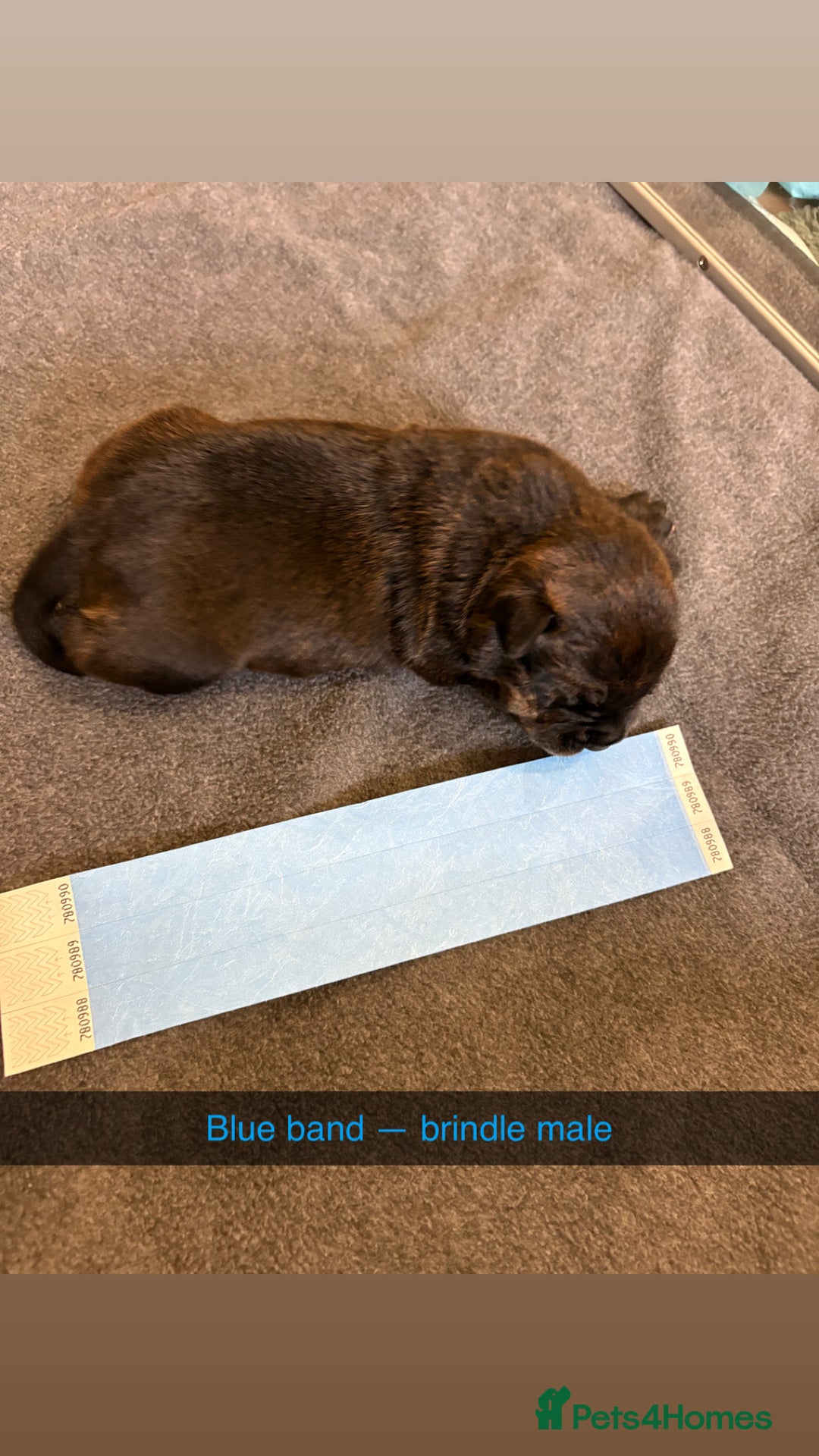 Staffordshire Bull Terrier dogs for sale: Staffordshire bull terrier puppy’s  - Image 11