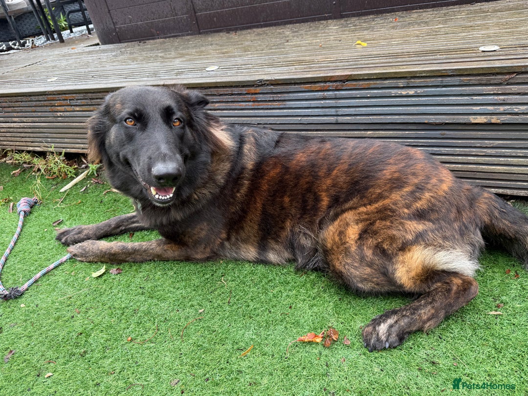 German Shepherd dogs for sale: Female German Shepherd For Rehome - Advert 1