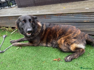 German Shepherd dogs Female German Shepherd For Rehome - Advert 2