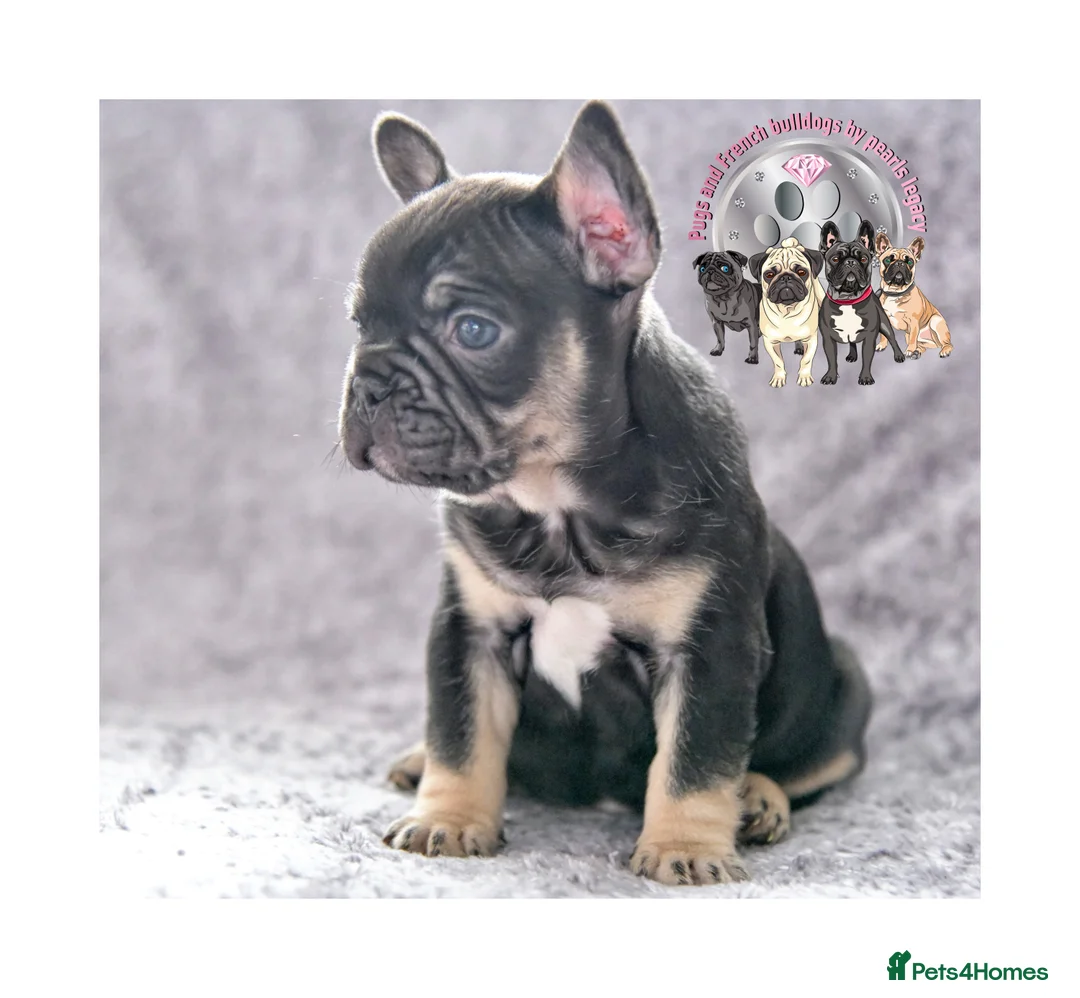 French Bulldog dogs for stud: Champagne Charlie new shade Isabella  in Hastings - Advert 17