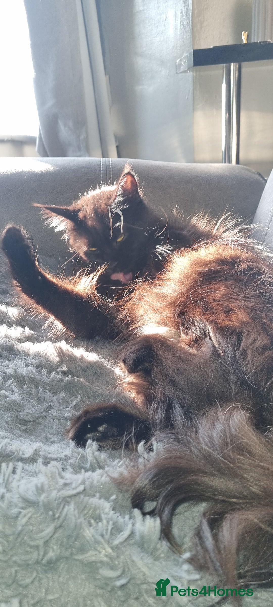Maine Coon cats for sale: Stunning main coon girl for sale - Image 8