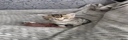 Bengal cats for sale: Pure Bengal kittens for sale - Advert 9