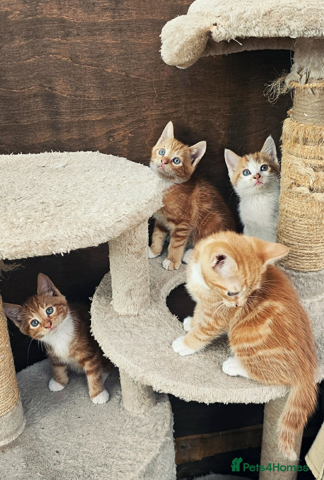 Mixed Breed cats for sale: 4 Ginger Kittens READY FOR A NEW HOME/WEST DRAYTO - Image 4