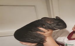 Chinchilla rodents for sale: Male and female chins - Image 1