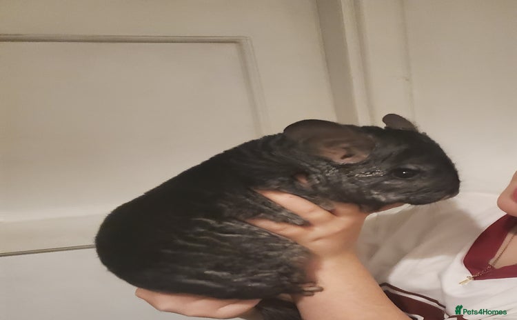Chinchilla rodents - Advert 1