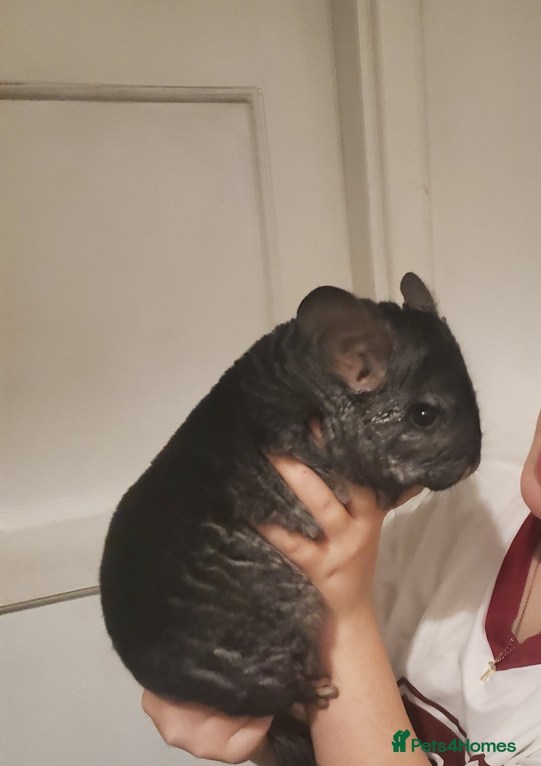 Chinchilla rodents for sale: Male and female chins - Image 1