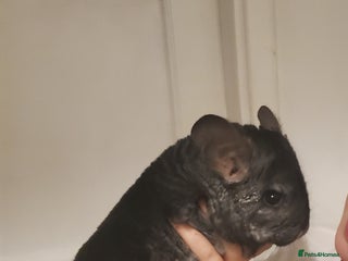 Chinchilla rodents - Advert 2