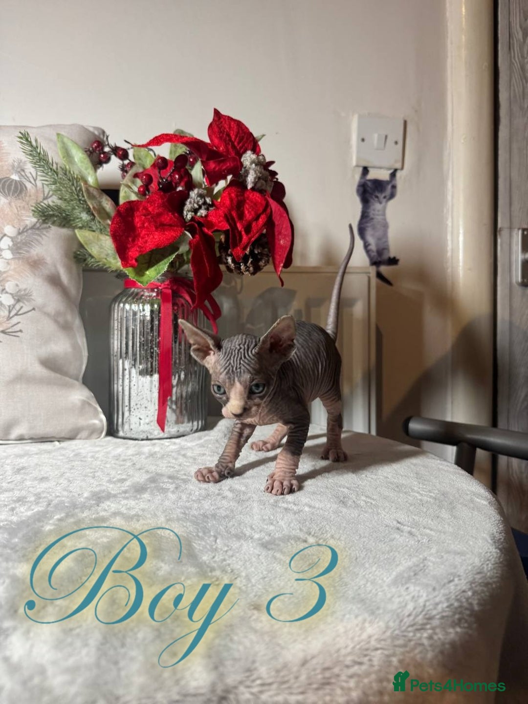 Sphynx cats for sale: Stunning Pedigree Sphynx Kittens - Advert 35