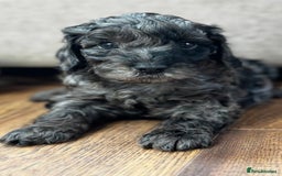 Cavapoo dogs for sale: Stunning F1b mini cavapoos  - Image 8