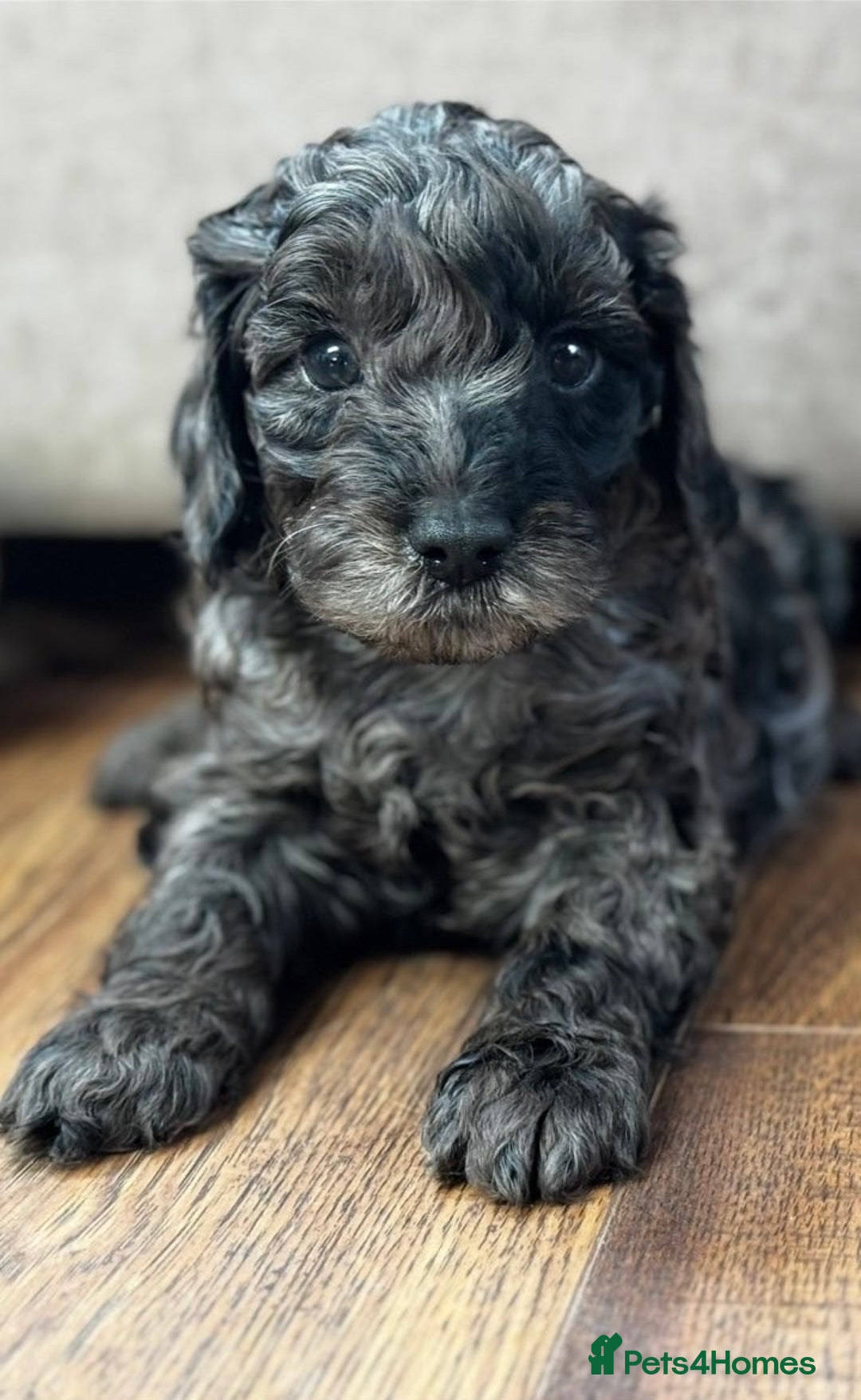 Cavapoo dogs for sale: Stunning F1b mini cavapoos  - Image 8