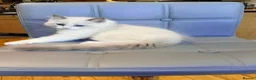 Ragdoll cats for sale: Pure Ragdoll kittens Registered and DNA tested  - Advert 25