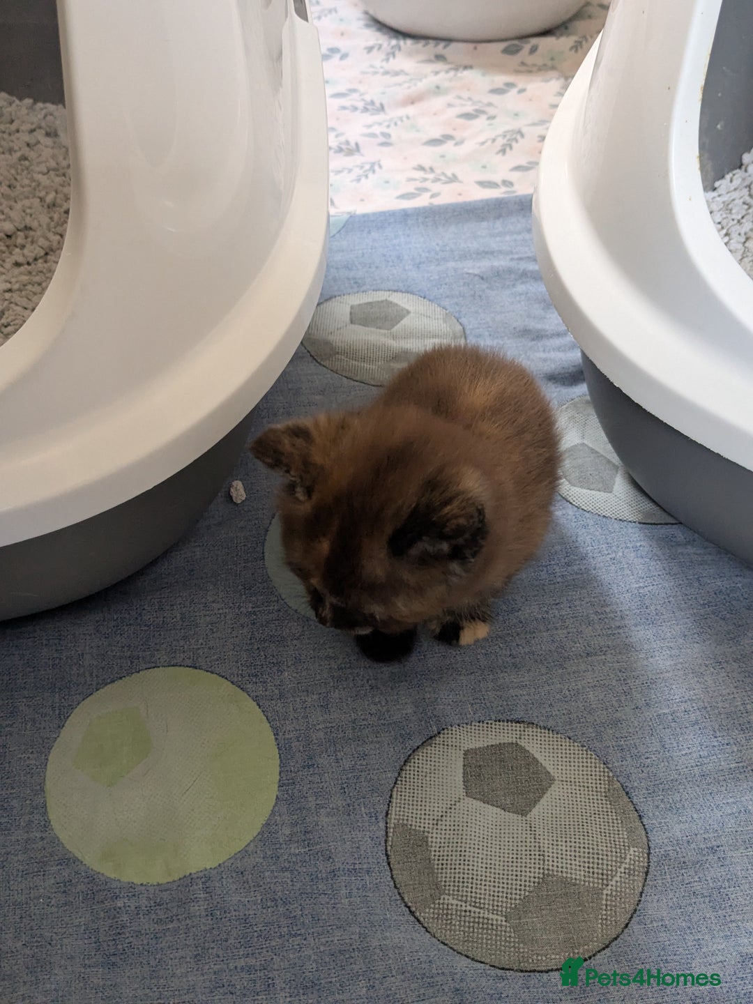 Mixed Breed cats for sale: Siamese/ragdoll/Scottish fold  - Image 27