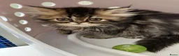 Persian cats for sale: Registered Pure Persian Kittens  - Advert 5