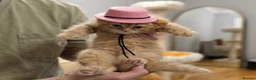 British Shorthair cats for sale: Beautiful Ginger Girl Tabby BSH Kitten - Advert 6