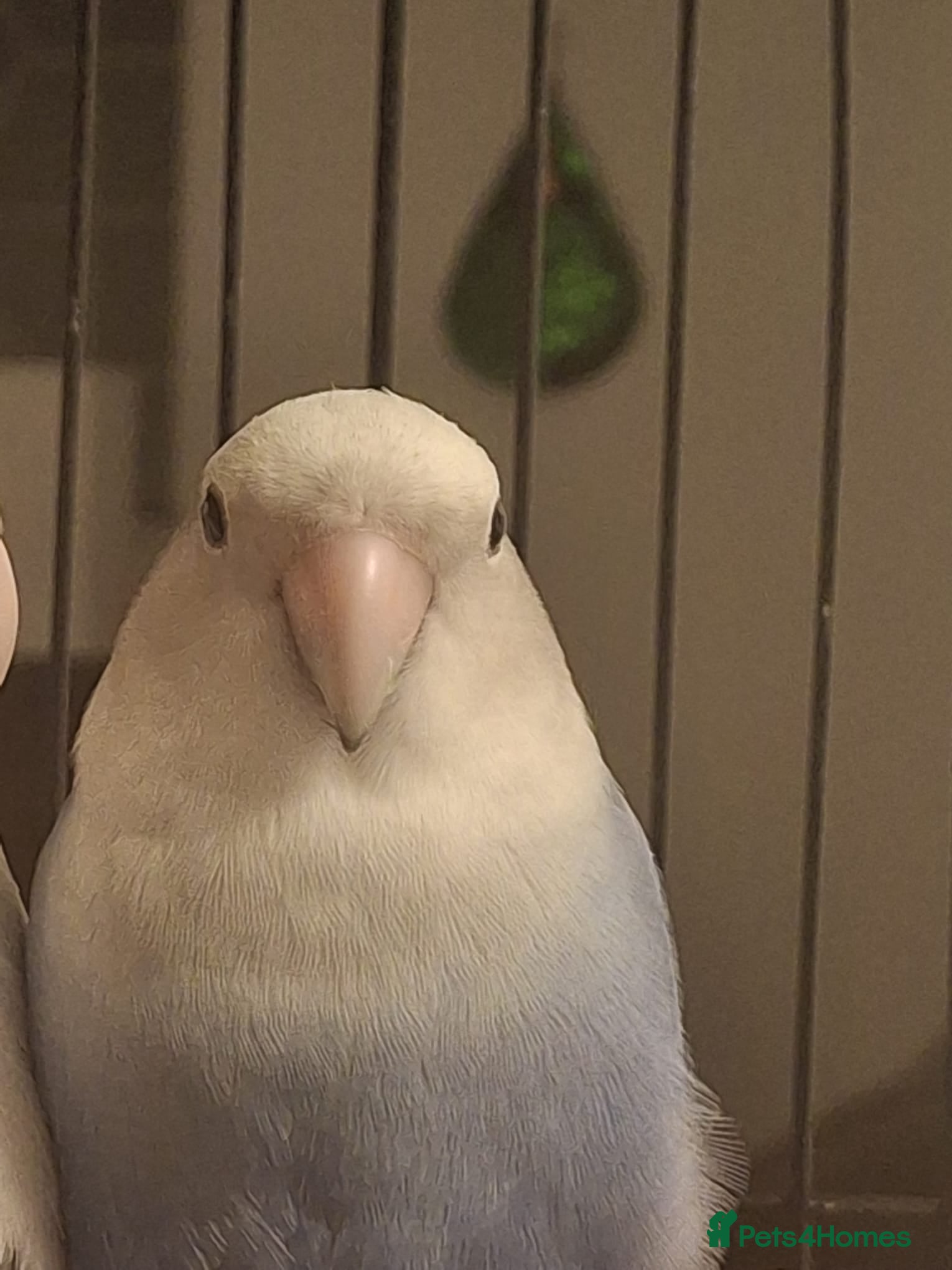 Lovebirds birds Love bird - Advert 2