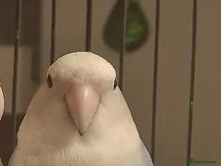 Lovebirds birds Love bird - Advert 2