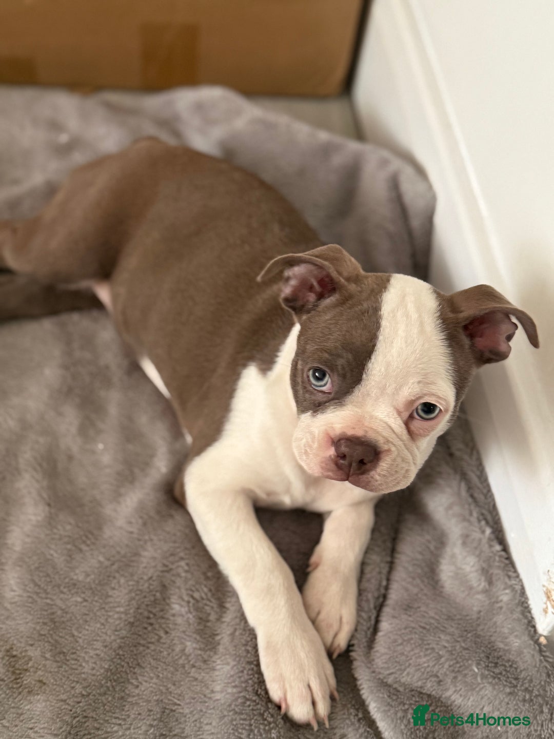 Boston Terrier dogs for sale: 2 females left !!!!!!! - Image 16