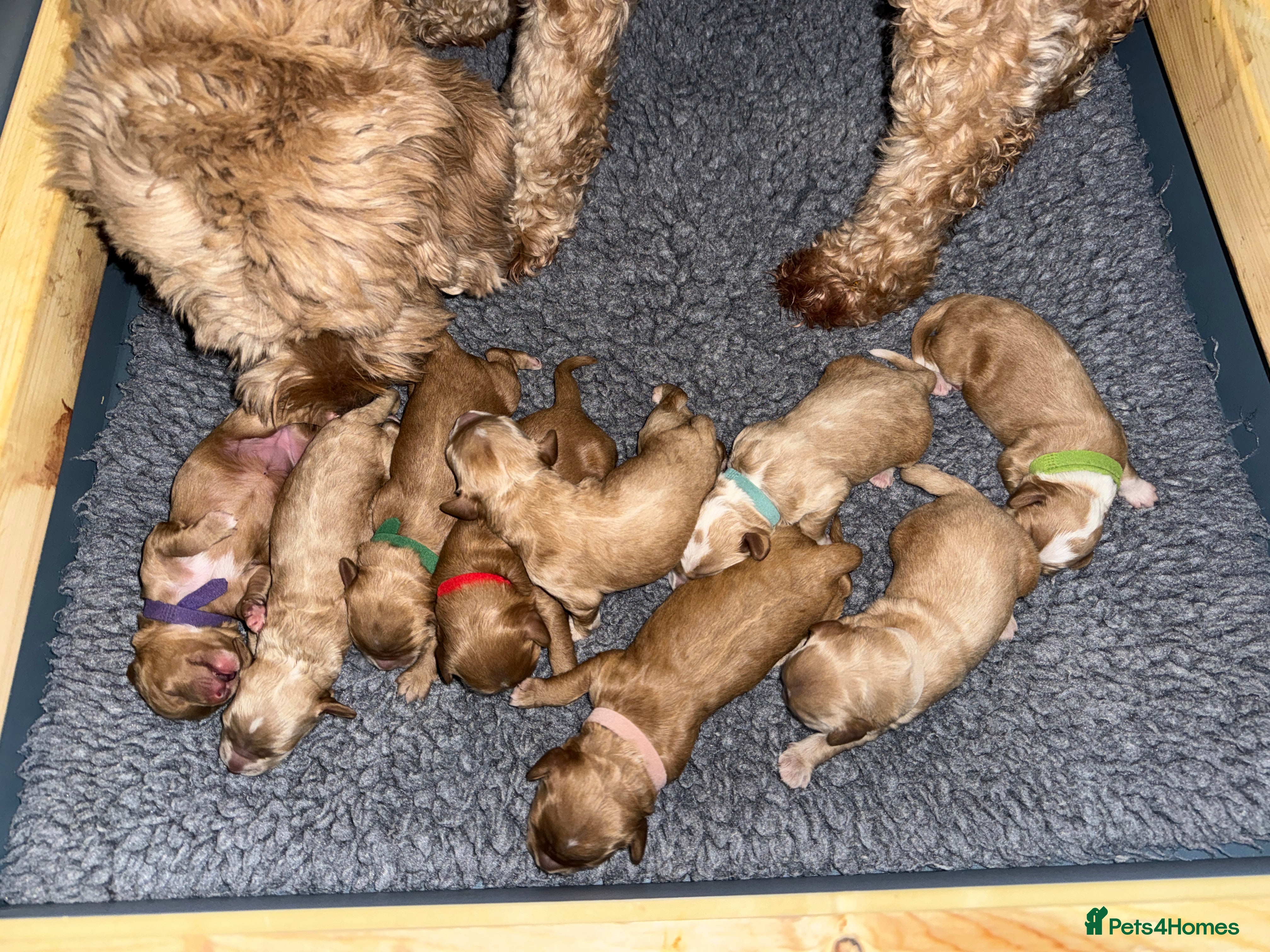Australian Labradoodle dogs Quality Multigen Australian Labradoodle Puppies  - Advert 2