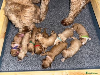 Australian Labradoodle dogs Quality Multigen Australian Labradoodle Puppies - Advert 5