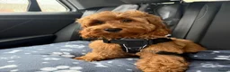 Cockapoo dogs for sale: *Health Tested through Parentage*F1 Cockapoo’s - Advert 17