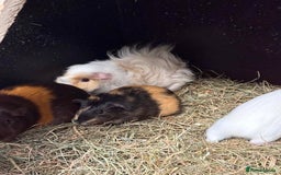 Guinea Pig rodents for sale: Guinea Pigs and other rodents available - Image 5