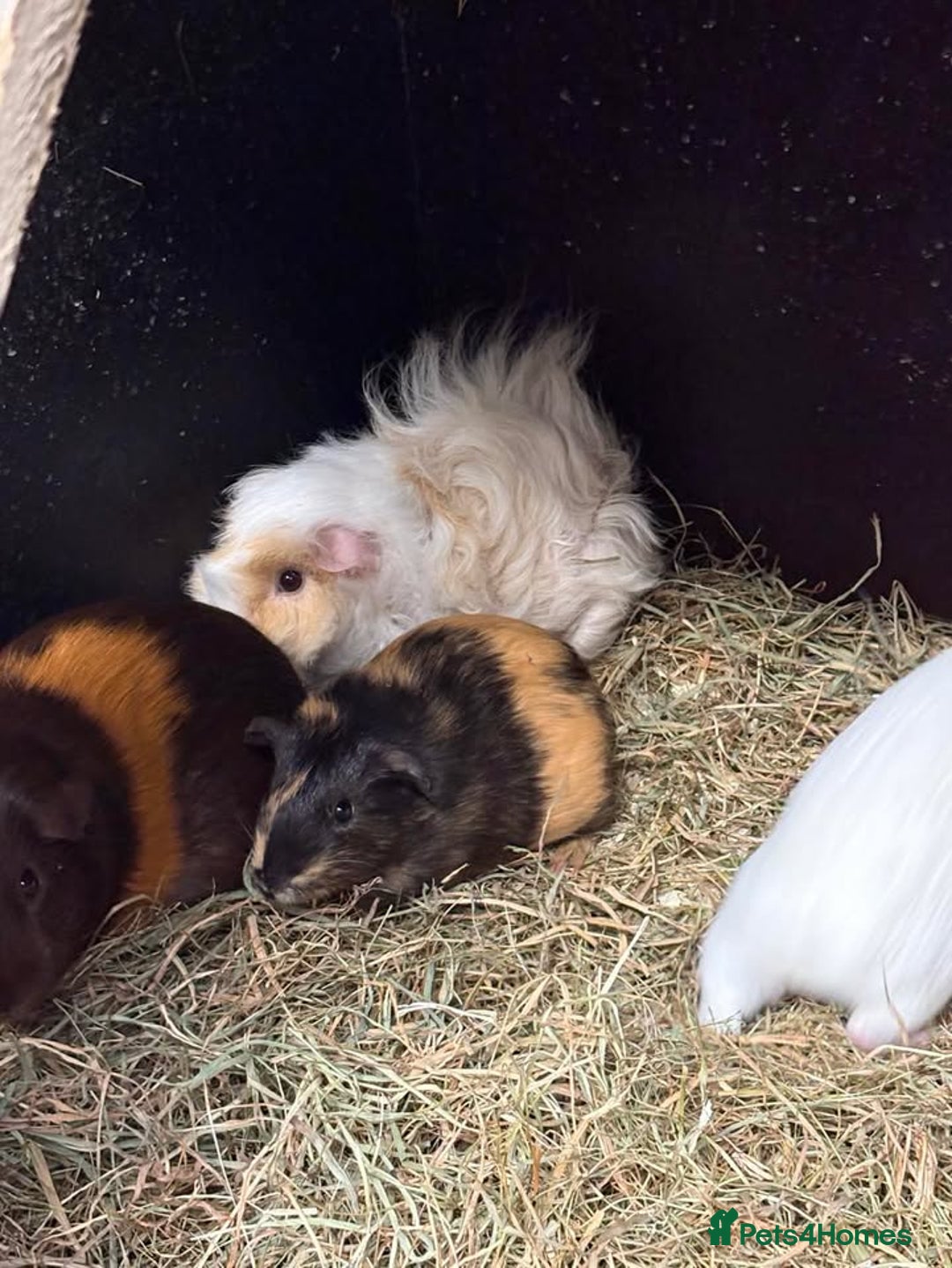 Guinea Pig rodents for sale: Guinea Pigs and other rodents available - Image 5
