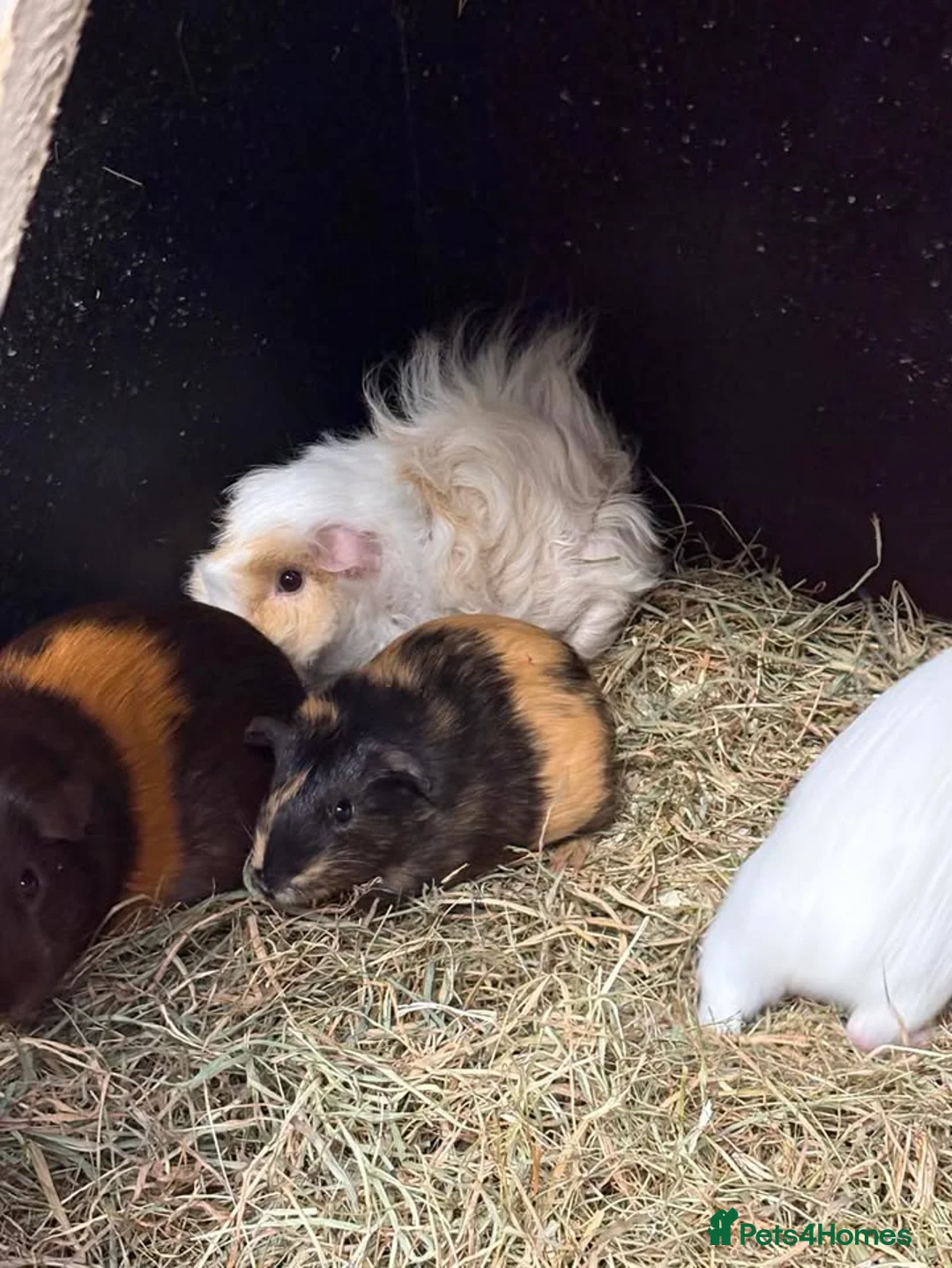 Guinea Pig rodents for sale: Guinea Pigs and other rodents available - Advert 7