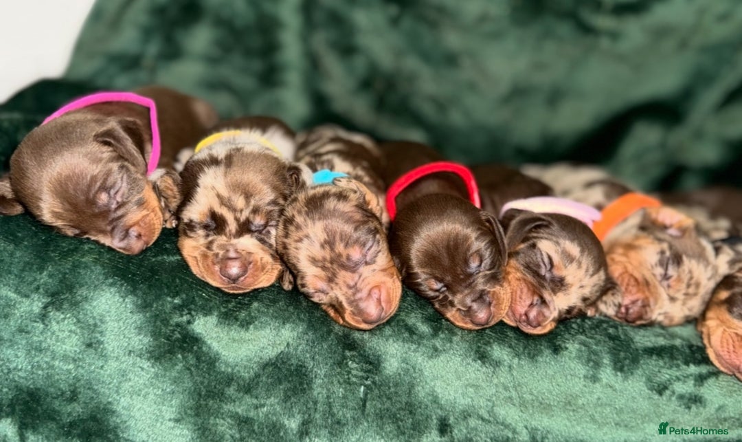 Miniature Dachshund dogs for sale: ‼️‼️Miniature Dachshund Puppies ‼️‼️ - Image 11