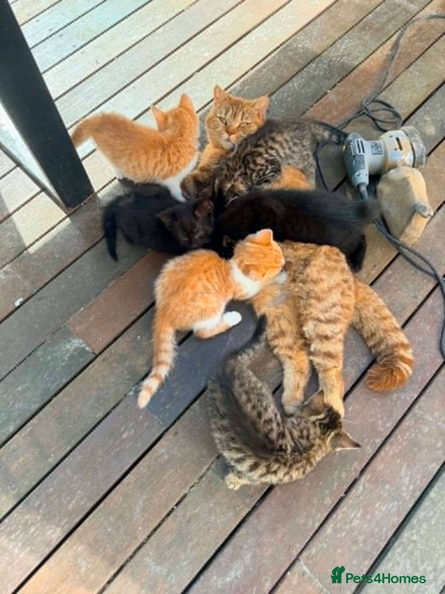 British Shorthair cats Beautiful British Shorthair Kittens – Ready Now  - Advert 1