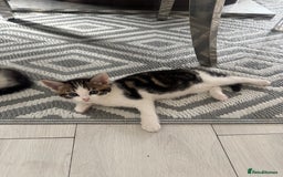 Domestic Shorthair cats for sale: Unique & Precious Kittens Seeking Forever Homes - Image 1