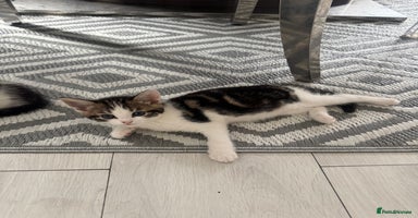 Domestic Shorthair cats - Advert 10