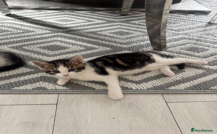 Domestic Shorthair cats - Advert 1