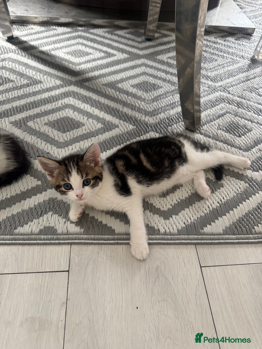 Domestic Shorthair cats for sale: Unique & Precious Kittens Seeking Forever Homes - Image 1