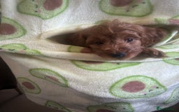 Cavapoo dogs for sale: Cavapoo puppies for sale - Image 18