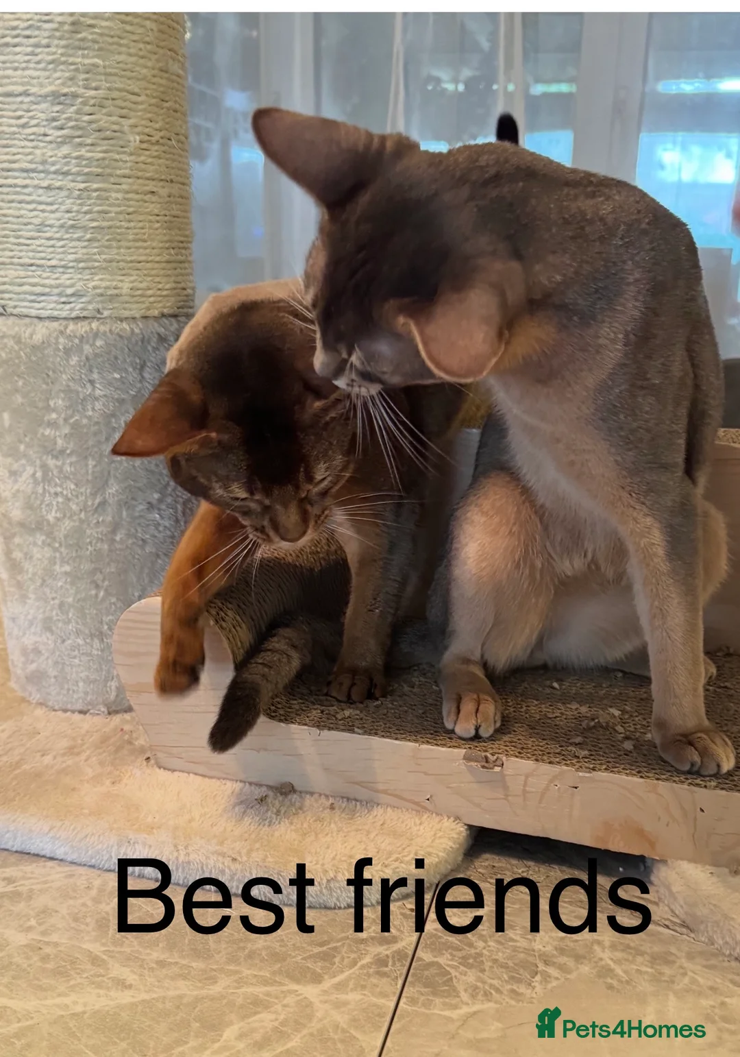 Abyssinian cats for stud: Champion Abyssinian. Tica registered for Stud - Advert 4