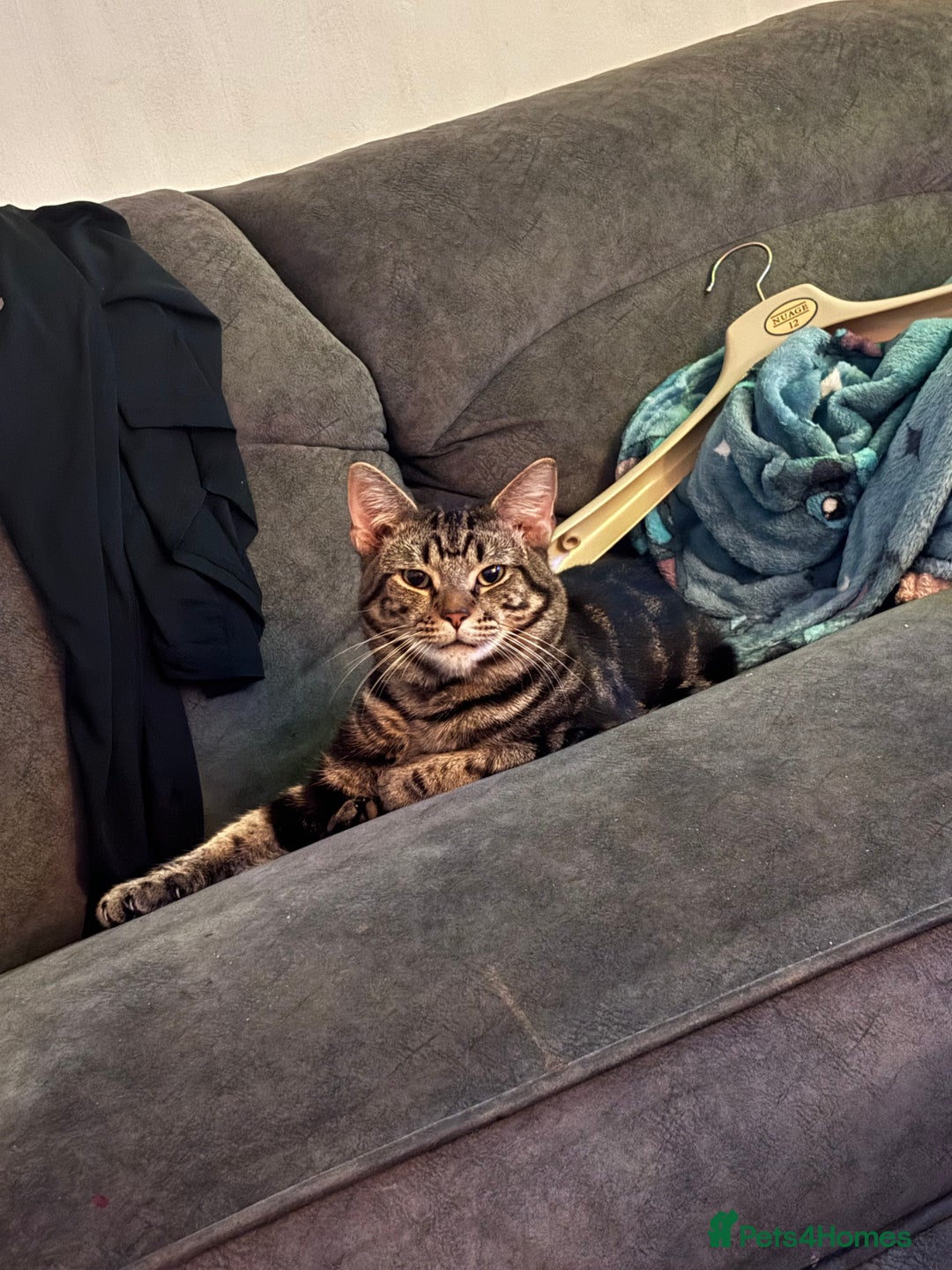 Bombay cats for sale: Haze and stitch (free to genuine life home) - Image 4