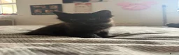 Mixed Breed cats for sale: 4 kittens ready for new homes  in Bordon - Advert 7