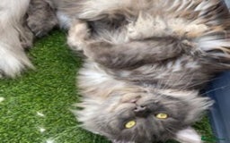 Maine Coon cats for stud: Stud Gccf duel Tica active blue smoke  in Grantham - Image 14