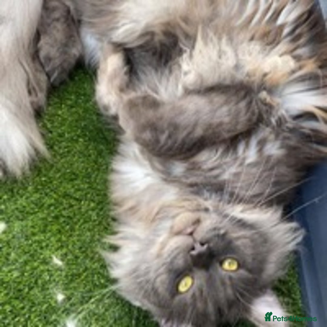 Maine Coon cats for stud: Stud Gccf duel Tica active blue smoke  in Grantham - Image 14