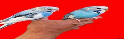 Budgerigars birds for sale: Super silly hand tamed baby budgies  - Advert 6
