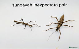 Stick Insects invertebrates for sale: Stick and leaf insect eggs - Image 2